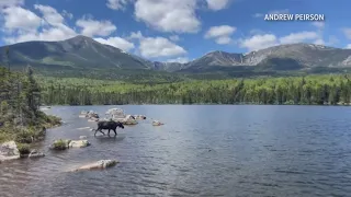 Iconic Maine moose in Baxter State Park