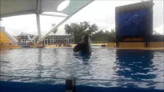 Tenerife Holiday November 2014 - Loro Park Orca Show