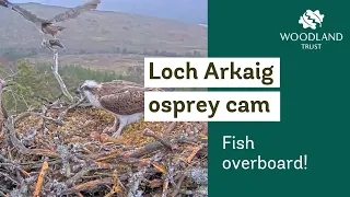 Loch Arkaig osprey drops her fish breakfast