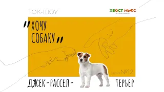 Ток-шоу «Хочу собаку» |КОНКУРС| Джек-рассел-терьер – о вреде популярности породы, тестах на здоровье