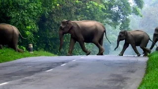 Elephants Cross the Road | Lands of the Monsoon | BBC Earth