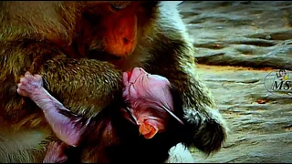 Hot News! B_roken H_eart Cute Baby Monkey still b_anned from drinking milk by her mothers