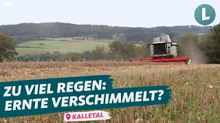 Schimmel in der Ernte - was hilft jetzt noch? | WDR Lokalzeit Land.Schafft.