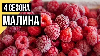 Четыре сезона. Малина