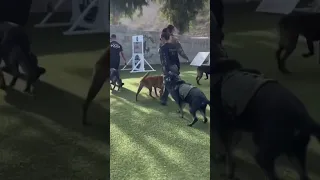 This K9 Training Will Blow Your Mind
