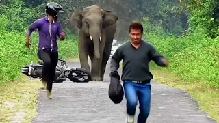 Elephants going berserk