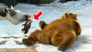 This Mama Bear is Hard to Give Birth to And Crying For Help, Then An Unexpected "Friend" Came...