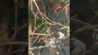 Mama Hummingbird Feeds Her Babies || ViralHog