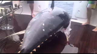 World Record Tuna catch!