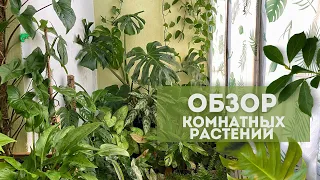 Обзор моих комнатных растений на балконе / Летний обзор растений 2023