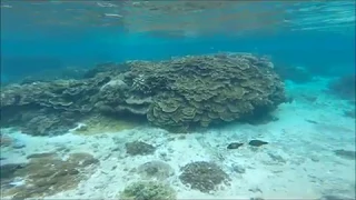 Lifou Island, Jinek Bay (New Caledonia) Snorkeling - Royal Caribbean Cruise (Voyager of the Seas)