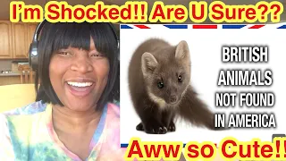 American Reacts to British Animal You Won’t Find In America | I’M SHOCKED!!