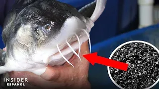 Visita al único criadero de esturión beluga para la producción de caviar en Estados Unidos