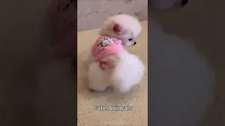 Tik Tok Chó Phốc Sóc Mini 😍 Funny and Cute Pomeranian  । Cute Animals #shorts #129