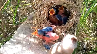 Mother came to feed the cuckoo baby and then he fell down @animalswithbirds