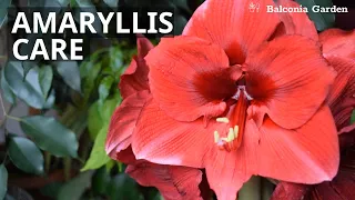 How To Care For Amaryllis | Watering, Light, Position and Tips | Balconia Garden