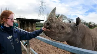 VLOG: A day in the life of a rhino keeper 🦏