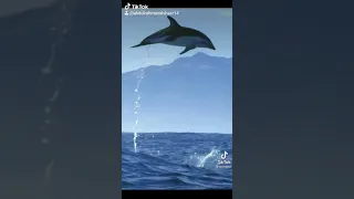 How does a dolphin jump into the ocean