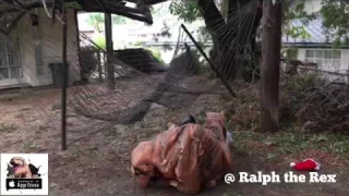 T-Rex Problems: The Hammock