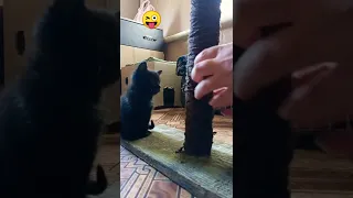 Как приучить котенка к когтеточке 😜🐈#shorts #cat #kitten