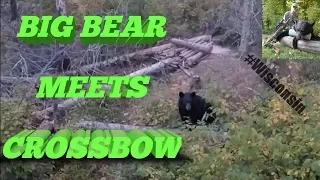 300 pound Black Bear down with a Crossbow in Wisconsin