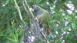 Pionus maximiliani - Maitaca-verde - Scaly-headed Parrot