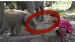 Парень решил обнять слоненка. То, что потом произошло — бесподобно!