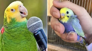 Baby Animals 🔴 Funny Parrots and Cute Birds Compilation (2020) Loros Adorables Recopilación #2