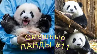 Смешные ПАНДЫ #11 / Лучшие приколы 2022 / Funny PANDA.