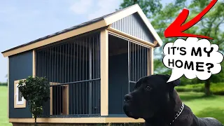 Build Dog House. Timelapse.