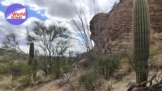 Saguaro National Park: East vs West  & Tucson Mt Park