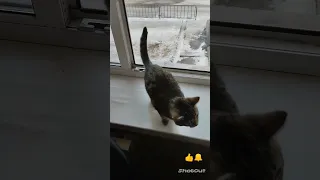 Котёнок впервые увидел снег.Kitten saw snow for the first time