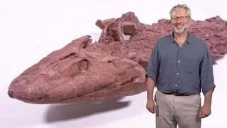 Neil Shubin (U. Chicago): Finding Tiktaalik, the Fossil Link Between Fish and Land Animals