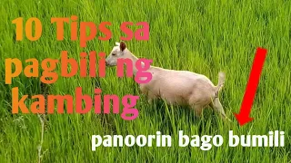 10 Tips sa PAGBILI NG KAMBING WAG kang bibili kung hindi mo mapanood ito ‼️