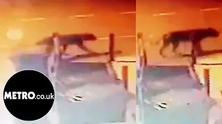 'Big cat' caught on camera in Birmingham | Metro.co.uk