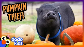 This Pig Is A Halloween Pumpkin Thief! | Dodo Kids | Happy Halloween