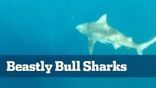 Man Eating Bull Sharks - Florida Sport Fishing TV - How To Catch Monster Sharks