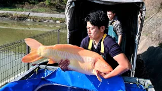 Modern Koi Blog #4175 - Fast wie live aus Japan: Die Jumbokoi Ikeage Sugura