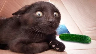 Cats VS cucumber