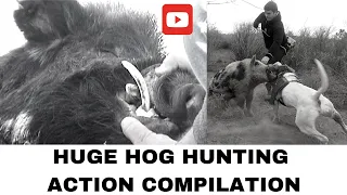 Huge Wild Boar Hunting with Dogs Action Compilation