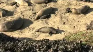 Los Angeles Times Video ~ The Piedras Blancas Elephant Seal Rookery