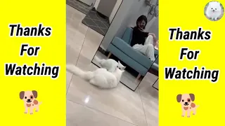 CATS will make you LAUGH YOUR HEAD OFF 😆😹🤣 Funny CAT compilation 🐕 Catslover