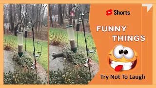 😜  Squirrel Spinning on Bird Feeder- Funny Videos 407 #Shorts