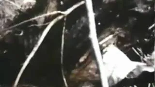 Delia's Gone- Johnny Cash- Brakhage