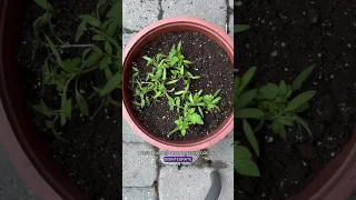 don’t forget that old and moldy cherry tomatoes have a very specific purpose in the summer