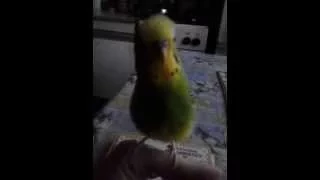Говорящий попугайчик Тоша