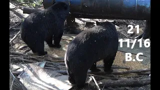 500 POUND MONSTER BOONE CROCKETT MANITOBA BLACK BEAR GETS AMBUSHED