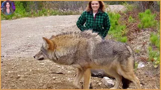 15 Times Wolves Were Caught Hunting On Camera. #Part3 | Pets House