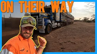 Loading Up Cattle on an Aussie Cattle Station: A Morning with RTA