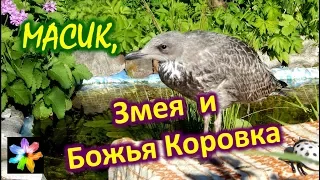 🐍🐞🐤 #5 Птенец морской чайки, змея и божья коровка